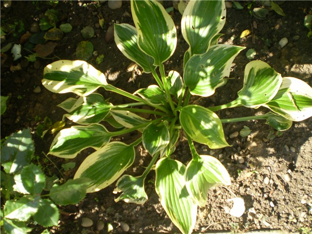hosta
